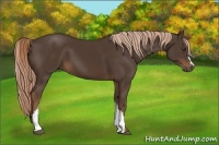 Horse Color:Liver Chestnut