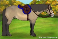 Horse Color:Buckskin Splash 