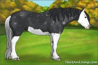 Horse Color:Black Splash
