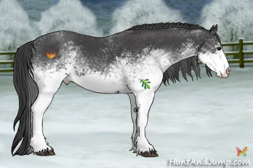 Horse Color:White Spotted Smoky Black 