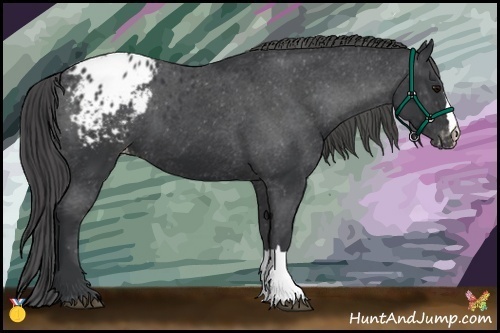 Horse Color:Black Appaloosa