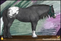Horse Color:Black Appaloosa
