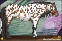 Horse Color:Bay Near Leopard