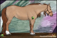 Horse Color:Red Dun Tobiano