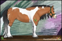 Horse Color:Bay Splash Tobiano