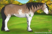 Horse Color:White Spotted Bay Dun