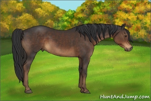 Horse Color:Liver Chestnut 