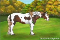 Horse Color:Liver Chestnut Splash Tobiano 