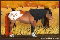 Horse Color:Brown Sabino Appaloosa 