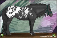 Horse Color:Black Appaloosa