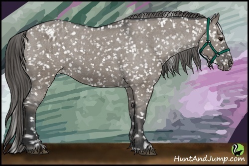 Horse Color:Grullo Appaloosa 