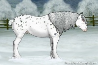 Horse Color:White Spotted Silver Black Chinchilla Sabino Near Leopard 