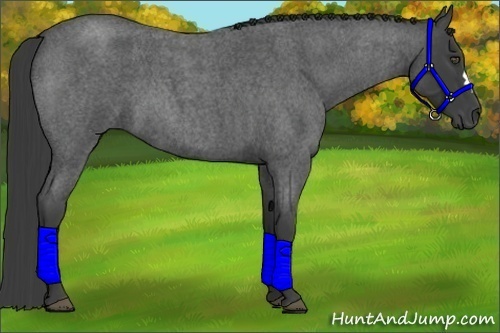 Horse Color:Smoky Blue Roan Frame