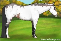 Horse Color:White Spotted Bay Roan Frame