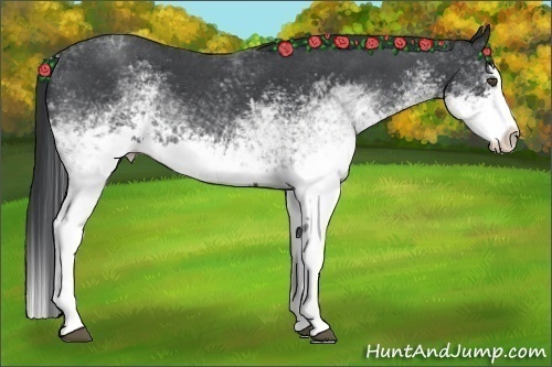 Horse Color:White Spotted Blue Roan Splash 