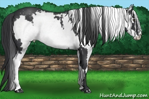Horse Color:White Spotted Blue Roan Frame 