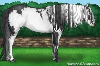 Horse Color:White Spotted Blue Roan Frame 