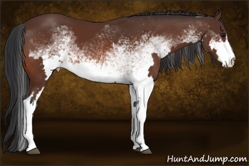 Horse Color:White Spotted Bay Frame Rabicano 