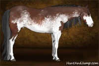 Horse Color:White Spotted Bay Frame Rabicano