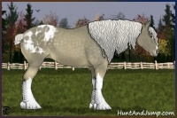 Horse Color:Chocolate Palomino Sabino Tobiano Appaloosa 