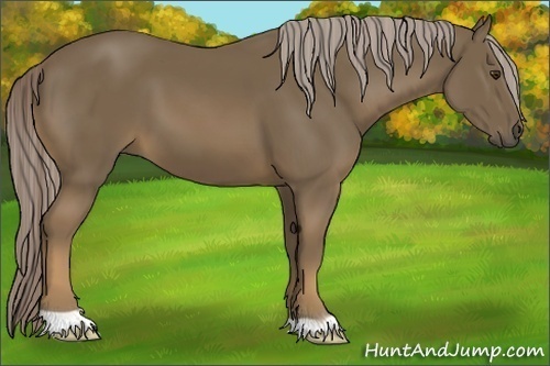 Horse Color:Chocolate Palomino 