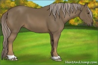 Horse Color:Chocolate Palomino 