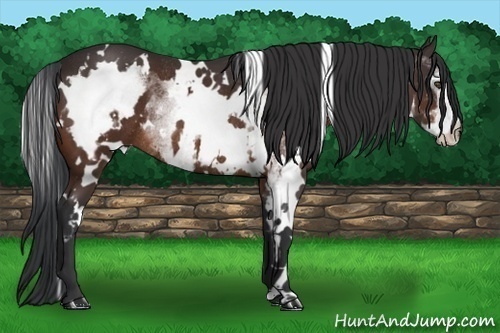 Horse Color:White Spotted Bay Frame Rabicano 