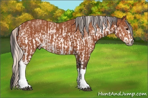 Horse Color:White Spotted Bay Rabicano and Silver Bay Rabicano