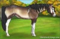 Horse Color:White Spotted Bay Onyx