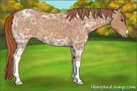 Horse Color:Chestnut Ice 