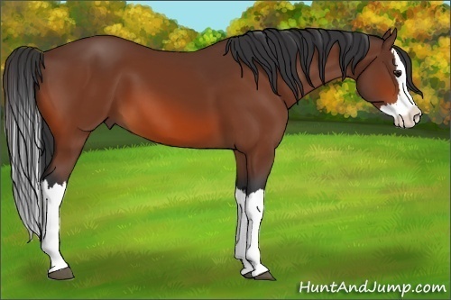 Horse Color:Bay Splash 