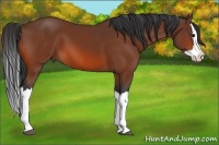 Horse Color:Bay Splash 