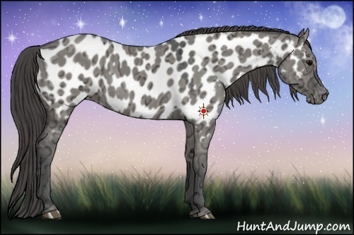 Horse Color:Grullo Ice Appaloosa Rabicano 