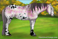 Horse Color:Gray Plaid  White Spotted Brown Ice Onyx Appaloosa 