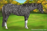 Horse Color:Liver Chestnut Appaloosa 