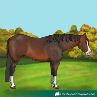 Horse Color:Bay Splash Rabicano 
