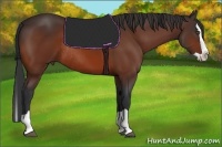 Horse Color:Bay Splash Rabicano 