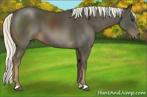 Horse Color:Liver Chestnut 