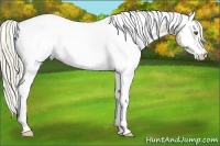 Horse Color:White Spotted Palomino 