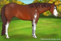 Horse Color:Chocolate Brown Sabino 
