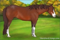 Horse Color:Chocolate Bay Sabino 