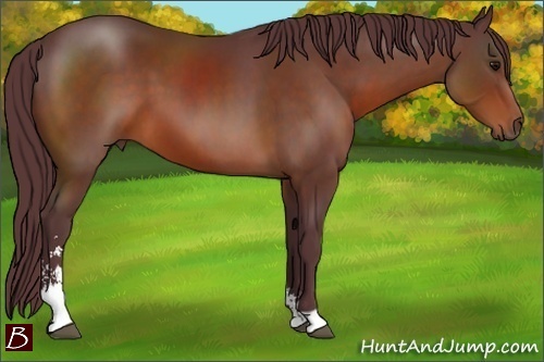 Horse Color:Chocolate Bay Sabino 