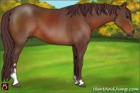 Horse Color:Chocolate Bay Sabino
