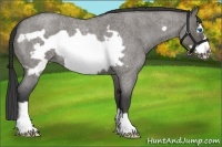 Horse Color:Grullo Roan Frame