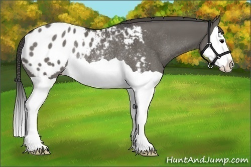 Horse Color:Grullo Splash Blanket Rabicano