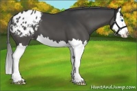 Horse Color:Grullo Splash Appaloosa 
