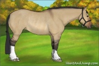 Horse Color:Bay Dun Rabicano 