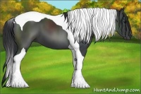 Horse Color:Black Tobiano 