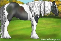 Horse Color:Black Tobiano 