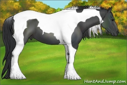 Horse Color:Black Tobiano 